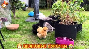 Шелковые курочки пушистые шарики ❣️🤗😂 (17)