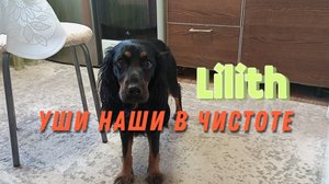 Как поесть и не запачкать уши 🤔