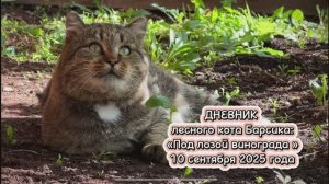 ДНЕВНИК лесного кота БАРСИКА: «Под лозой винограда» 10 сентября 2025 года