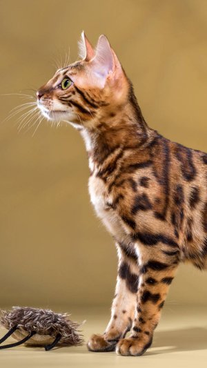The Bengal Cat