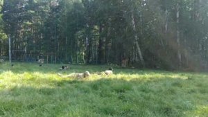 Летние полевые сборы Патриот 2022