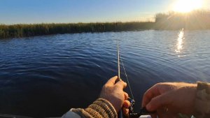 Ловлю красноперку в траве с лодки на мормышинг.