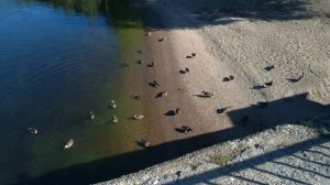 07 - Много Уток - 2025