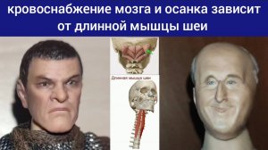 Спазм длинной мышцы шеи сутулит, мешает крови течь в голову. Упражнения