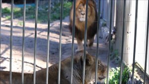 Львица заинтересовалась ребёнком и побежала смотреть на него 15.09.2025