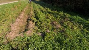 КАк вырастить полезную картошку