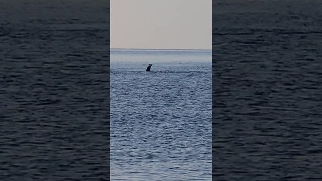 Прогулка по морю с дельфинами на сапборде