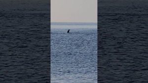 Прогулка по морю с дельфинами на сапборде