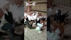 В гостях у голубевода Поветьева Владимира Михайловича