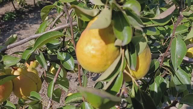 Вильямс летний (дюшес летний) смотреть онлайн