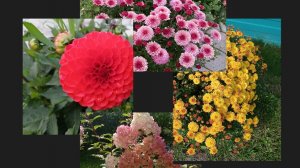 жизнь на крайнем севере/первые заморозки/время хризантемы