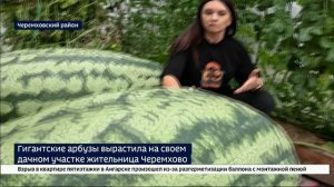 Полосатые богатыри в суровых сибирских условиях. Жительница Черемхово вырастила арбузы весом больше