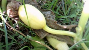 Обзор среднего тыквёнка сорта "Голиаф"