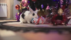 Наш праздник Новый год!