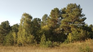 Старобинорадский бор