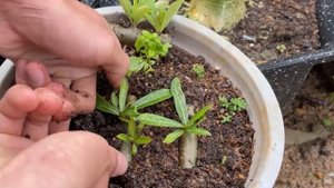 Черенкование суккулента адениума