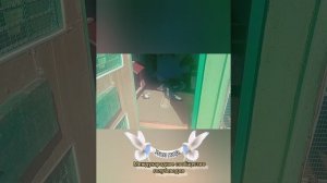 В гостях у голубевода Куянова Ивана Романовича