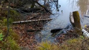 бобровая стройка