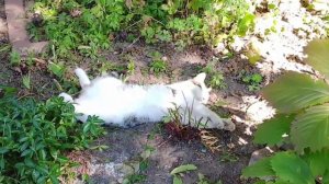 Милый котик спит и отдыхает