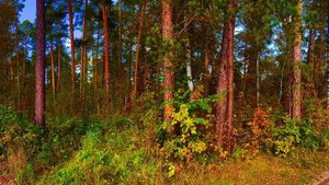 Сказки осеннего леса🌳🍂🌿🌲🍂🍁🌾окрестности города Асбест, Средний Урал