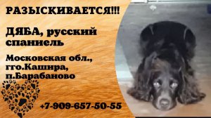Пропала собака! ДЯБА, русский спаниель. Московская обл., гго.Кашира, п.Барабаново.