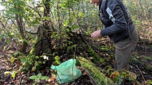Съездила за опятами, прогулка по лесу.
