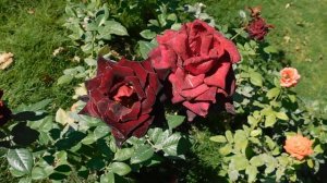 17=09=2025  КРАСНОДАР  ПАРК  ГАЛИЦКОГО.   (53)