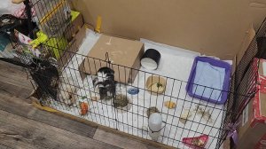 Чистота и беспорядок у морских свинок Улли и Пулли ✨️ 🌪