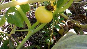 Тыквёнок в сентябре 2025