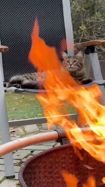 Кот любит смотреть на огонь 😁 смотреть онлайн