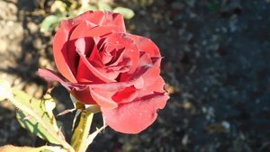 15=09=2025  ник   (41)