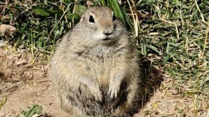 Суслики милые (поход в Приэльбрусье).Ущелье Ирик-чат #поход #треккинг #суслики #путешествие #природа