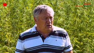 АППАКОВ - КОНОПЛЯ. СОРТА И ТЕХНОЛОГИИ ВЫРАЩИВАНИЯ