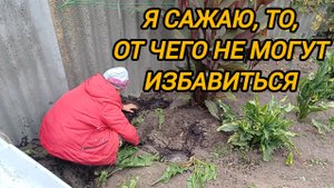 Я САЖАЮ ХРЕН