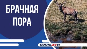 У кавказских благородных оленей начинается брачная пора