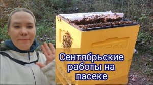 Сентябрьские работы на пасеке Урал, Пермский край