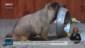 Байбаки в Ростовском зоопарке готовятся к зиме