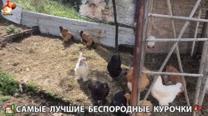 Цыплята и Курочки селяночки лучшие беспородные несушки 🥚 (308)