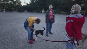 Рита-Бася звезда! Утренняя прогулка, 2-я часть. 22.08.2025.