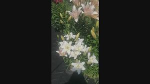 2 июля. Моя прекрасная дача. Да.