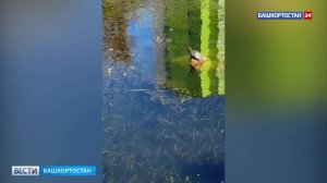 В уфимском Инорсе черепашье семейство наслаждается солнцем на Теплом озере