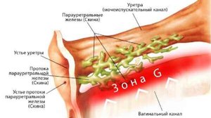 Железы Скина
