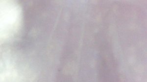 Дивны дела твоя Господи: тыква залезла на яблоню !!!