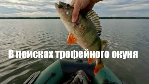 В поисках трофейного окуня 2025. Начало. Июль.