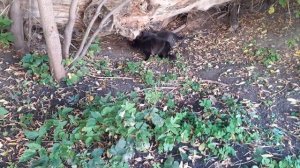 Обследуют забор.