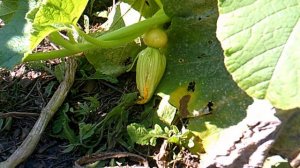 Малыш-тыквёнок сорта "Богатырская сила"