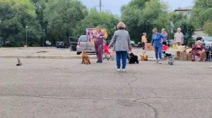 Благовещенск моно Английских кокер спаниелей 14.09.25 сравнение на ЛК выставки