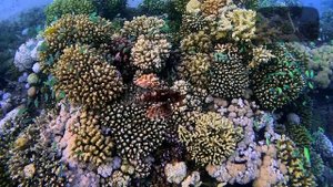 ОПАСНЫЙ ХИЩНИК Красного моря! Мы чутьнекоснулись СМЕРТИ в Хургаде! 🦁 Рыба-лев (Крылатка) под водой