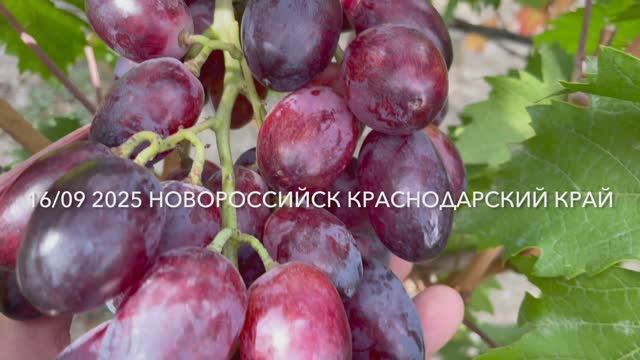 Виноград Императрица 16.09.25 год Новороссийск