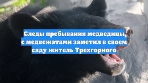 Следы пребывания медведицы с медвежатами заметил в своем саду житель Трехгорного